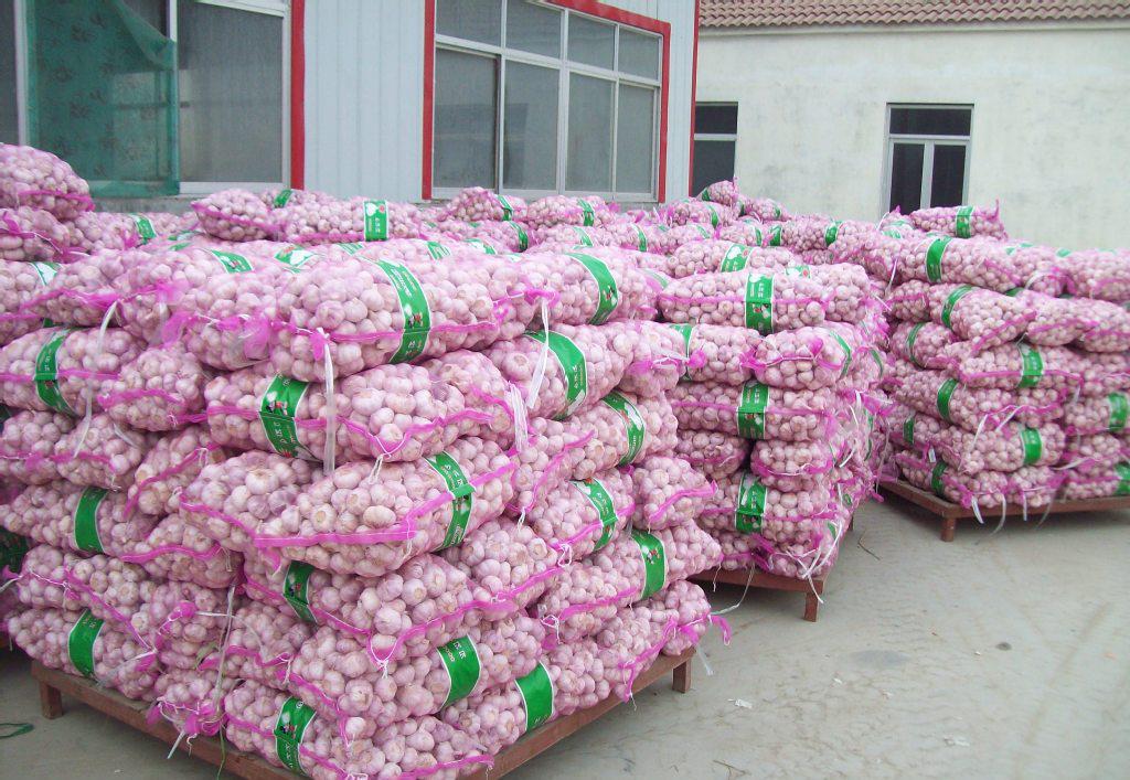 專業(yè)大蒜加工與進出口服務，工廠直供，規(guī)格齊全